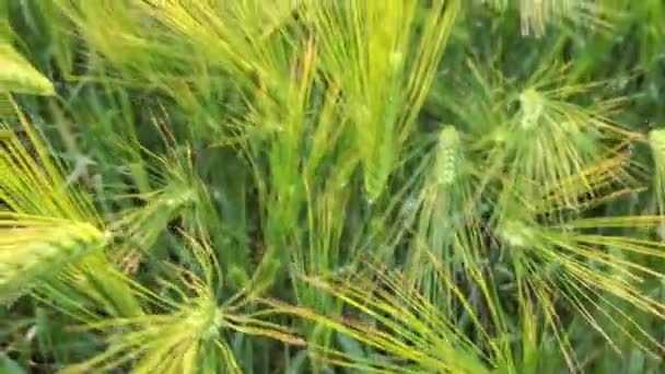 Rack Zaměření Uší Zrání Ječmene Polní Krajinu Ukrajině Ekologické Zemědělství — Stock video