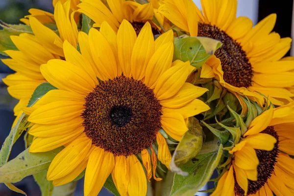 Withered sunflower flowers closeup. Yellow fading petals and green wilted leaves of sunflowers. Floral arrangement of summer blossoms