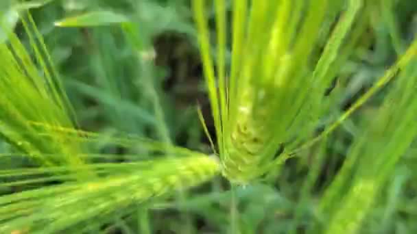 Rack Focus Ears Ripening Barley Field Landscape Ukraine Organic Agriculture — Stock Video