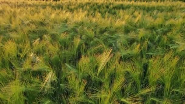 ウクライナの有機農業のフィールドで大麦を熟成の豊かな未熟な耳 ウクライナの農地の緑の小麦畑の上にカメラロール 穀物の成長風景 夕暮れ時の農業風景 — ストック動画