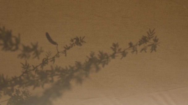 Esrarengiz Arka Plan Için Kahverengi Tekstil Çadırında Yaprakları Kapsül Silueti — Stok video