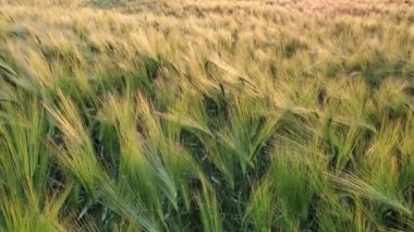 Ukrayna 'da organik tarım alanında yetişen arpaların altın yemyeşil kulakları. Ukrayna tarım arazilerinin yeşil buğday tarlalarını tarıyorum. Tahıl yetiştirme arazisi. Altın gün batımında tarım manzarası