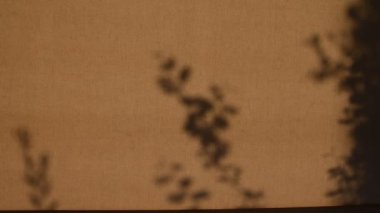 Karanlık, bulanık ağaç dalları, balkon çadırında siluetler. Gizemli arka plan için ağaç dallarının gölgelerini sallıyor. Rüzgarda ağaç yapraklarının hareket eden gölgeleriyle odaksız doku