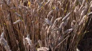 Olgun buğday kulakları gün batımı ışığıyla tarlada rüzgarla sallanır. Altın buğday dokusu. Kırsal tahıl tarlaları