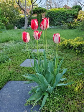 Parlak kırmızı ve beyaz laleler canlı yeşil otlar ve iyi korunan bitkilerle çevrili verimli bir bahar bahçesinde dimdik ayakta dururlar ve herkese hayran kalınacak mevsimsel çiçeklerin güzel bir gösterisini sunarlar..