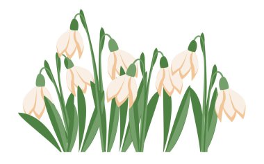 Spring flowers. Snowdrops vector illustration. Snowdrops blooming through the snow on white isolated background.