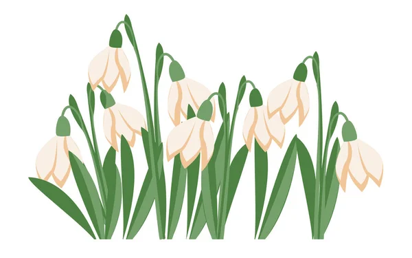 Spring Flowers Snowdrops Vector Illustration Snowdrops Blooming Snow White Isolated — Διανυσματικό Αρχείο