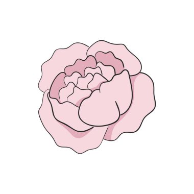 Pembe Şakayık Çiçeği Bud Botanik Çiçeği Vektör Çizimi