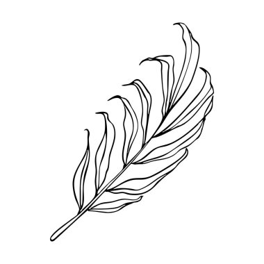 Palmiye yaprağı çizgisi tropikal egzotik palmiye yaprağı ve muz yaprağı bırakır. Botanik bitkisi tropik el çizimi çizimi.