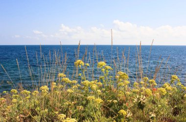 Field of flowers on the beach
