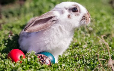 Paskalya tüylü beyaz tavşan ve etrafına Paskalya yumurtası boyamış.