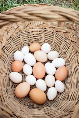 Dokuma sepetine konmuş tavukların yumurtaları..