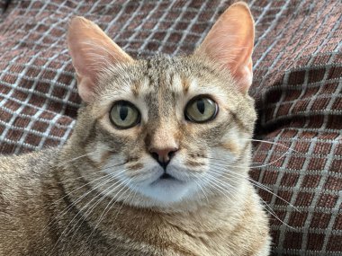 İlk plano de una gatita con los ojos verdes mirando directamente a cmara.