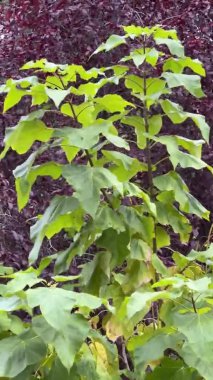 Paulownia İmparatorluk Tormentosa ağacının yakın çekimi. Rüzgarla sallanan yapraklar. Dikey. Paulownia tomentosa adında bir Çin ağacı, Syn. : Paulownia emperialis