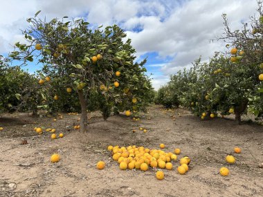 Devrilmiş meyvelerle dolu dolu portakal ağaçları dinamik bulutlu bir gökyüzünün altında bir meyve bahçesine saçılmış.