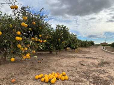 Olgun meyvelerle dolu bir meyve bahçesinde bol portakal ağaçları ve yerde de bulutlu bir gökyüzünün altında