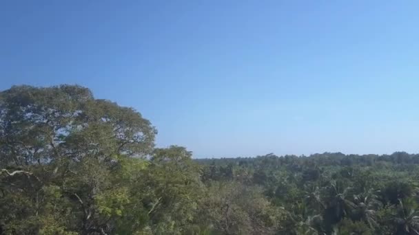 이내리쬐는 아침에는 구역에서 자라는 야자나무와 나무들 밀림을 이루고 있습니다 상공의 — 비디오