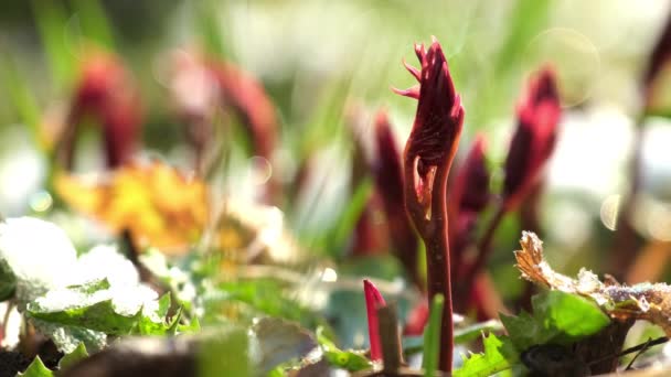 Early Spring Flowers Wake Cold Winter Sunny Garden Red Buds — Stock Video
