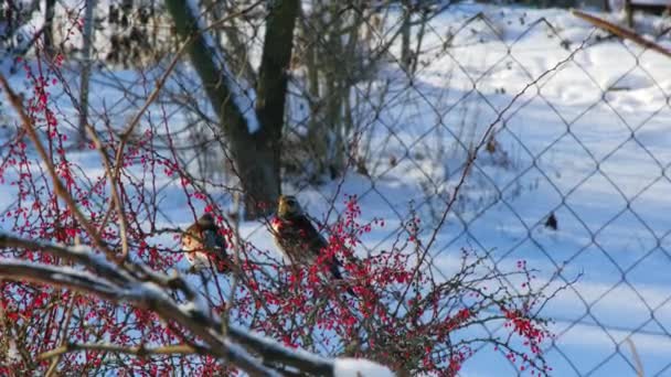 Sparrows Zitten Struiken Takken Bedekt Met Rode Bessen Winter Vogels — Stockvideo