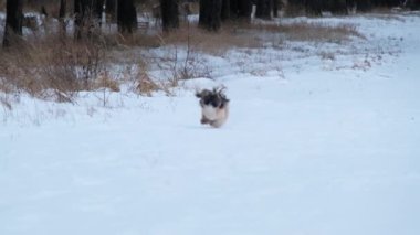 Mutlu köpek vahşi bölgede beyaz karda hızlı atlıyor. Kuru çimenlerin yanında yürüyen evcil hayvan ve kış ormanlarında çıplak ağaçlar ağır çekim