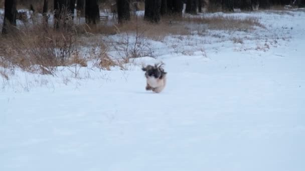 Anjing Bahagia Berlari Cepat Melompat Salju Putih Daerah Liar Hewan — Stok Video