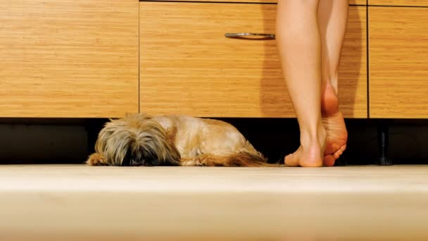 Cute Dog Sleeps Barefoot Woman Standing Countertop Kitchen Housewife Washes — Stock Video