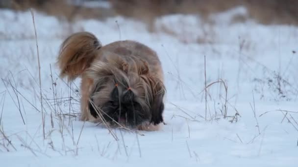 Uroczy Puszysty Pies Spaceruje Wśród Suchej Łąki Trawy Białym Śniegu — Wideo stockowe