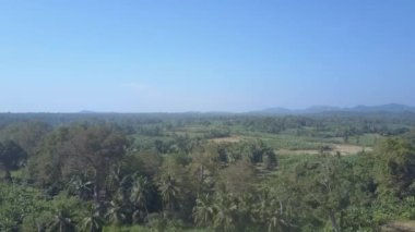 Sri Lanka 'nın egzotik bölgelerinde muz tarlaları yakınında palmiyeler ve yemyeşil ağaçlar. Güneşli bir günde, dağların yakınındaki Udawalawe Milli Parkı