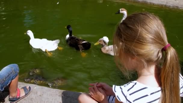 Junior Schoolgirl Sits Pond Zoo Sunny Summer Day Child Looks — Stock Video