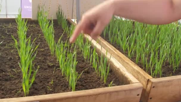 Erfinder Agrar Zeigt Neue Anbaumethode Für Roggen Landwirtschaftlichen Gewächshäusern Anbau — Stockvideo