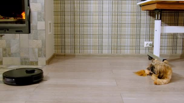 Robot Vysavač Odstraňuje Nečistoty Laminát Obývacím Pokoji Chlupatý Pes Odpočívá — Stock video