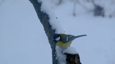 Beyaz karla kaplı kalın ağaç dalına tünemiş aç renkli kuş cıvıltıları. Kuş, karlı bir günde kış parkında oturur. Yakın çekim yavaş çekim