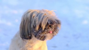 Karlı bölgede oturmaktan tüyleri diken diken olan evcil bir köpek. Dili çıkmış, burnu karla kaplı sevimli bir hayvan. Yakın çekim yavaş çekim