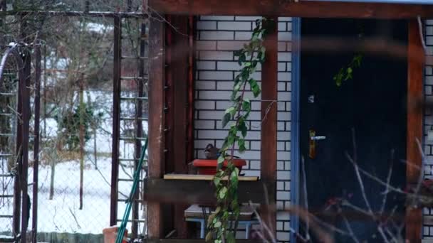在农村 野鸟坐在砖屋门廊的锅子上 在冬季寒冷的雪天 鸟儿在农村地区觅食 动作缓慢 — 图库视频影像