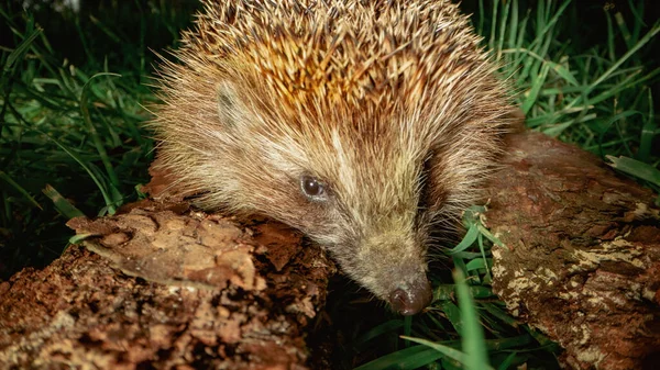 Wildlife Hedgehog Sits Fallen Log Hunting Insects Spring Park Young — Stock Photo, Image