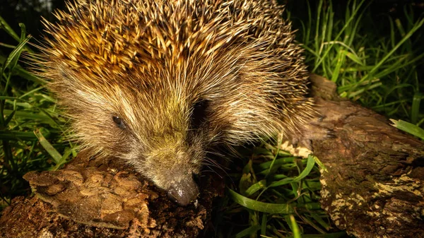 Small Wildlife Hedgehog Explores World Walking Old Rotten Stump Concerned — Stock Photo, Image
