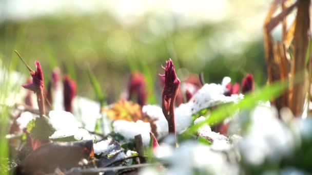 Zeitigen Frühling Brechen Rote Blütenknospen Durch Den Weißen Schnee Primeln — Stockvideo