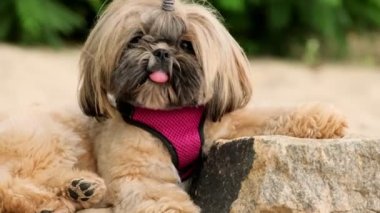 Komik Shih Tzu köpeği taşa uzanıp rahatlıyor. Pembe dilli komik evcil hayvanlar güneşleniyor. Shih Tzu 'nun alnında hoş bir saç kokusu var.