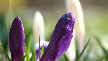 Beyaz ve mor bahar çiçekleri soğuk kıştan sonra açar. Çuha çiçekleri ilkbaharda uyanır. Bulanık arka plan makrosu üzerinde kapalı timsah yaprakları