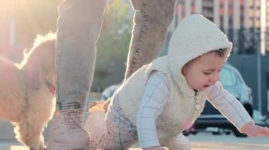 Çocuk asfaltta sürünmek ve caddeyi şiş tzu 'ya karşı incelemek istiyor. Anne heyecanlı oğlunu kaldırır ve gün batımında asfaltta yürümeye yardım eder.