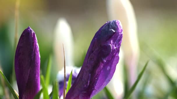 Біло Фіолетові Весняні Квіти Цвітуть Після Холодної Зими Примули Прокидаються — стокове відео
