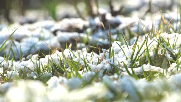 Frühe Vegetation Bricht Durch Weißen Frisch Gefallenen Schnee Waldlichtungen Grünes — Stockvideo
