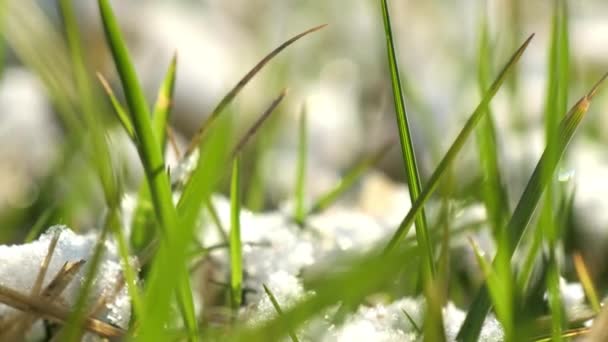 晴れた日には庭の白い雪の中で草の緑の葉が壊れます 春上旬の緑豊かな葉が背景にぼやけて極端なクローズアップ — ストック動画