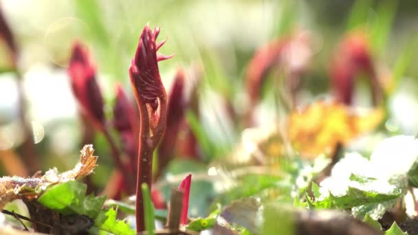 冬季过后 红色的季节花蕾长在茂密的草地上 美丽的樱草 背景模糊 景色极致凝视 — 图库视频影像