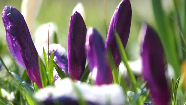 春の庭に紫色の低成長株が咲きます 初夏の花は冬の後に起きます 背景マクロのぼやけの原始 — ストック動画