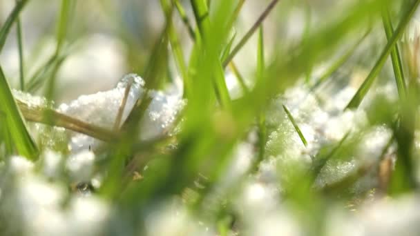 冬の時間の後に目を覚ます雪で覆われた緑豊かな草 背景がぼやけて草原の緑の葉 早春の自然極端なクローズアップ — ストック動画