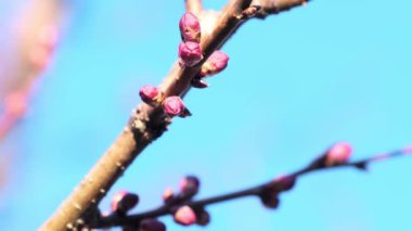 Blooming sakura branch shaking in fresh breeze in gardn illuminated by sunlight. Buds of sakura grow reaching for sun in blue sky