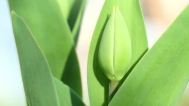 Blooming tulip on glowing flowerbed illuminated by bright sun. Small green bud with natural foliage growing in sunny garden