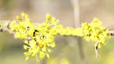 Lindera obtusiloba swaying in wind in sunny garden. Yellow petals of blunt-lobed spice bush attract insects and sway in light breeze