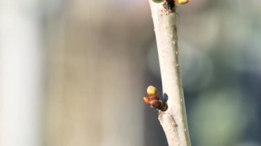 Sunlight illuminates small buds on flowering apricot tree. Small fragments of apricot fruit trees growing on branches sway in breeze